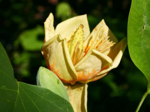 Tulpenbaum