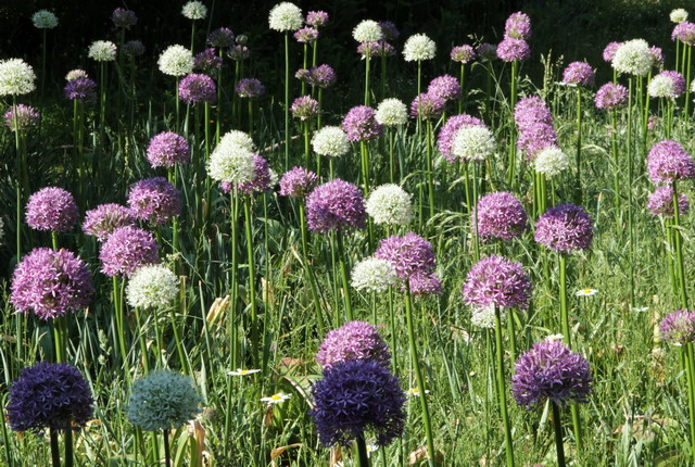 Alle meine Allium Biogärtner