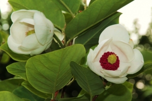 sommermagnolie