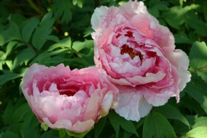 Strauchpfingstrose