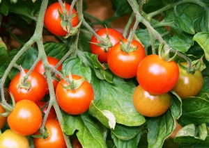 tomaten