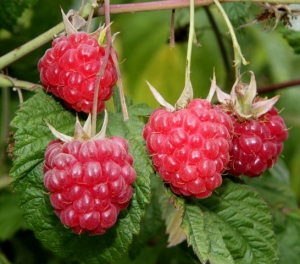 Himbeere