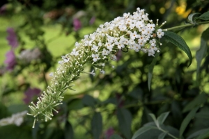 sommerflieder