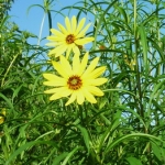 sonnenblume