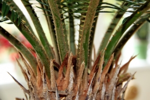 palmfarn_detail