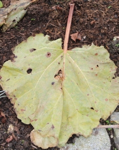 rhabarbar