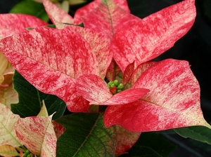 Weihnachtsstern "Ruby Frost"