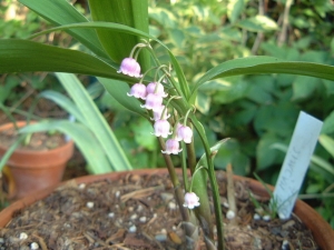 rosa_maigloeckchen