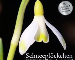 buch_schneegloeckchen