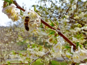 duftheckenkirsche_lonicera_purpusii