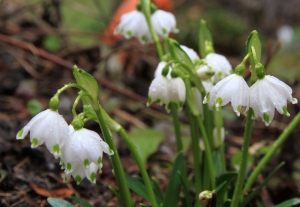 frühlingsknotenblumen_maerzenbecher