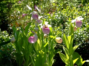 orchideen