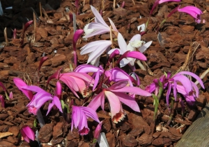 orchideen