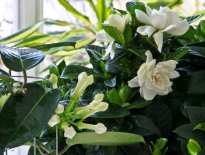 stephanotis_gardenie