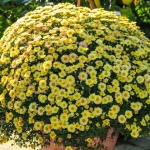 Chrysanthemen