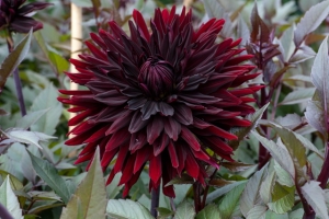 dahlie black jack