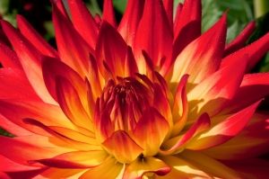 seerosendahlien