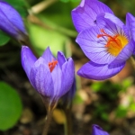 herbstkrokus