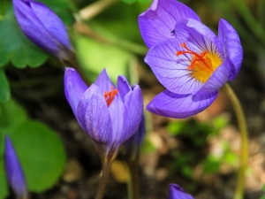 herbstkrokus