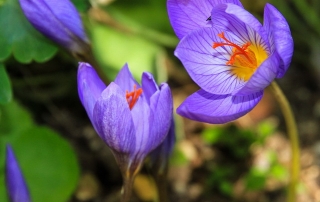 herbstkrokus