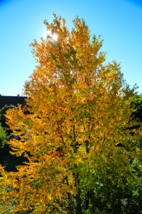 lebkuchenbaum hoch