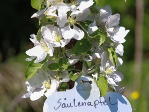 saeulenapfel quer