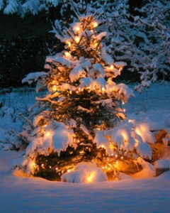 christbaum