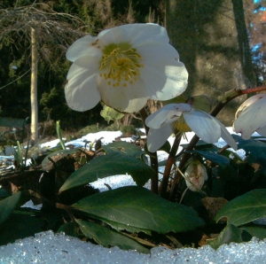 helleborus niger schneerose