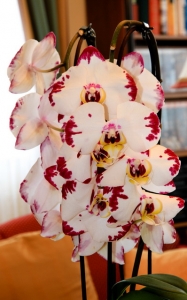 phalaenopsis
