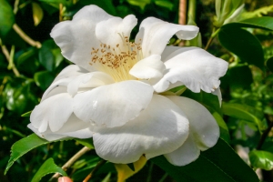camellia