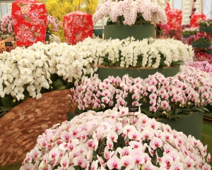 orchideen wels