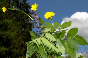 unkraut vitaminlieferant