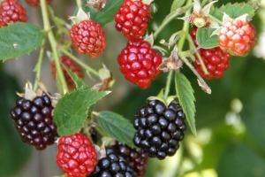 Brombeeren
