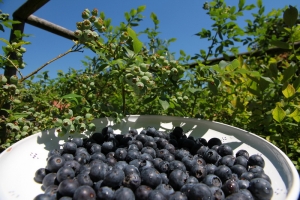 heidelbeeren