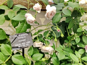 chelseaflowershow13 09