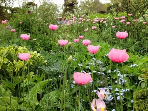rosa mohn staudenbeet