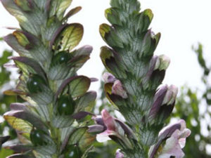 Akanthus (wahrer Bärenklau)