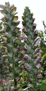 accanthus
