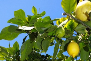 citrus q