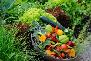 fruchtige gartenfreuden sommer