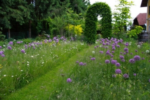 allium blumenwiese