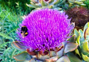 artischocke mit hummel