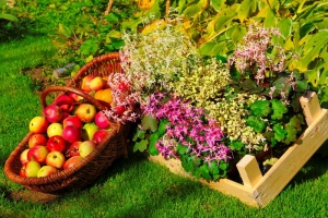 Herbst Ernte