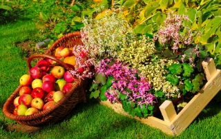 Herbst Ernte
