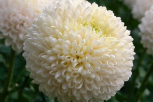 boris becker blume