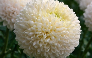 boris becker blume