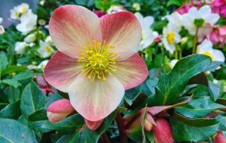 christrose maestro