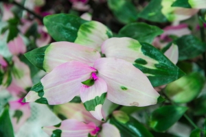 tradeskantie fast orchidee