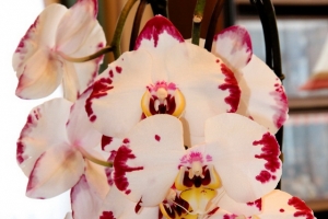 phalaenopsis qu