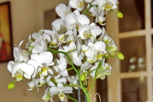 weihnachtsblume 2013 q